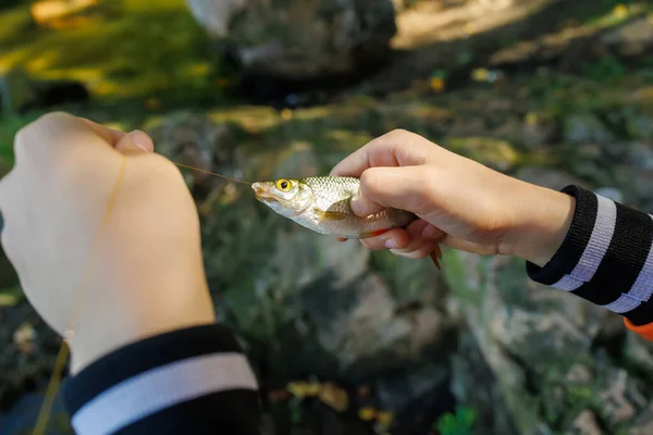 Närbild Händerna Pojken Fisk Som Han Vill Kroken — Stockfoto