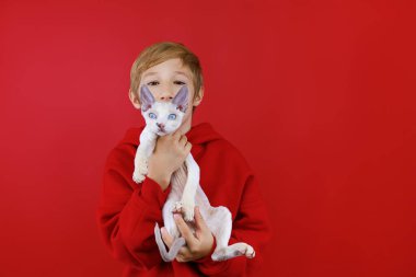 Şefkatli çocuk önünde mavi gözlü küçük bir kedi yavrusu tutuyor.