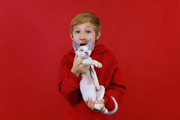 Glada Pojke Skämtar Med Sin Lilla Katt Håller Honom Och — Stockfoto