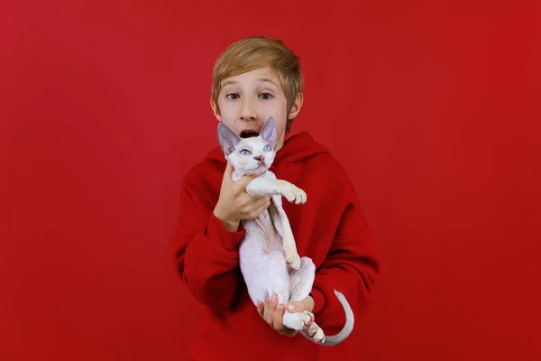 Allegro Ragazzo Che Scherza Con Suo Piccolo Gatto Che Tiene — Foto Stock