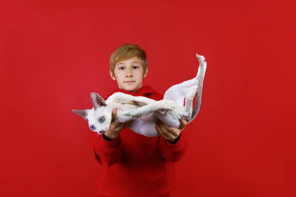 Rolig Pojke Röd Kostym Kastade Vit Katt Framför Honom Som — Stockfoto
