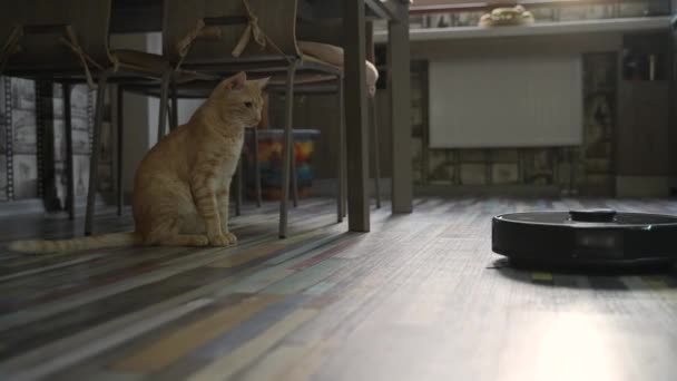 Kedi izlemek robot süpürge zemin temizleme — Stok video