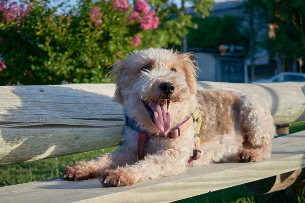 Щасливий Пес Тер Язиком Собака Відпочиває Парку Після Довгої Прогулянки Ліцензійні Стокові Зображення