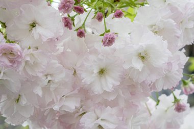 Çiçekli Japon Ağacı Prunus Serrulata