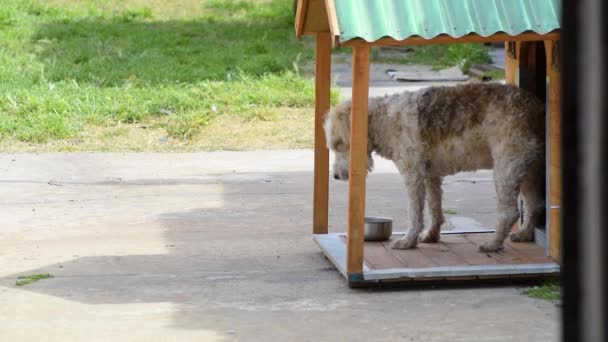 Hund Äter Sitt Trähus Trädgården — Stockvideo