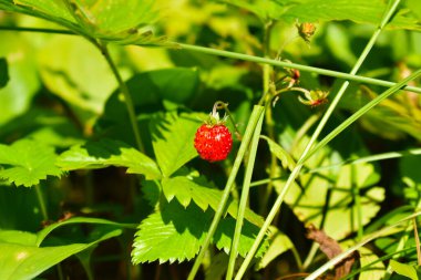 Yabani çilek Yaban çileği