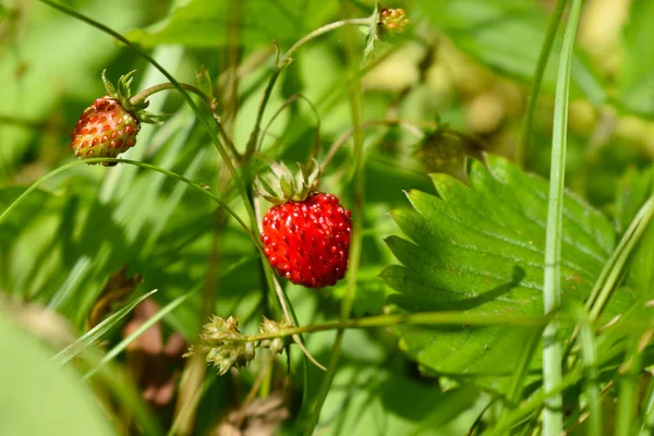 Wild strawberry Wild strawberries