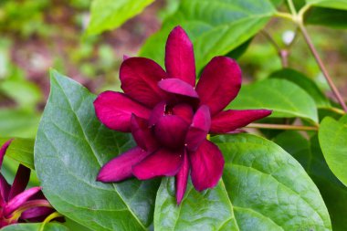 Egzotik koyu kırmızı çiçek. Koyu kırmızı çiçek.