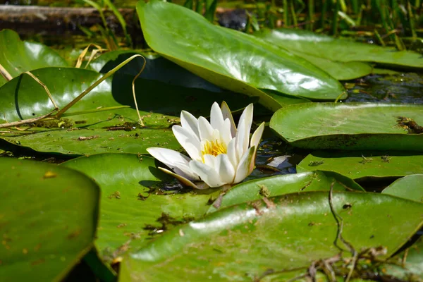 Flowering Water White Lily River — 스톡 사진
