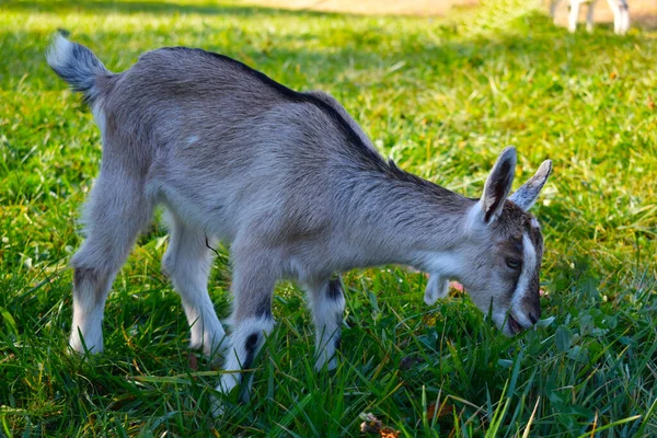 Young animals look as cute as babies. This young goat seems to be smiling being happy to go outside and graze the green grass, which is as young as the goat.