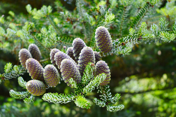 Korean fir. Abies koreana.