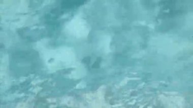 Havuzda mavi su hareketi. Yüksek kaliteli FullHD görüntüler