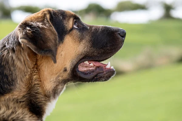 Hintergrund Der Spanischen Dogge Welpe Monate Alt — Stockfoto