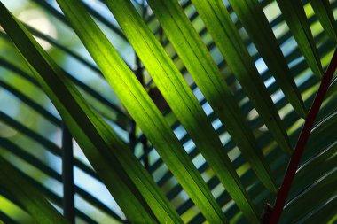 Sabah güneşi tropikal yapraklarda ışık ve gölge draması yaratır.