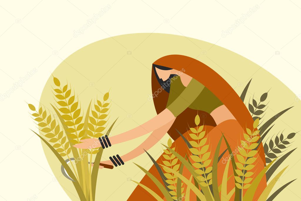 Traditionally dressed Indian woman harvesting wheat 
