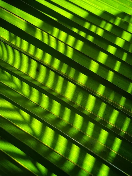 Abstract Lines Patterns Coconut Palm Leaves Shadows Falling — Stockfoto