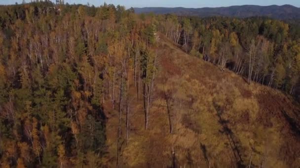 Imágenes Aéreas Otoño Sobre Bosque Siberia — Vídeos de Stock