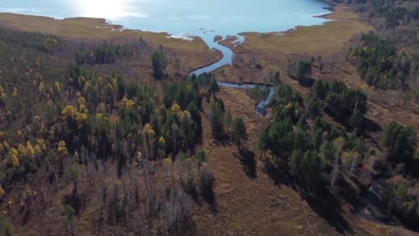 Φθινόπωρο Εναέρια Πλάνα Πάνω Από Δάσος Σιβηρία — Αρχείο Βίντεο