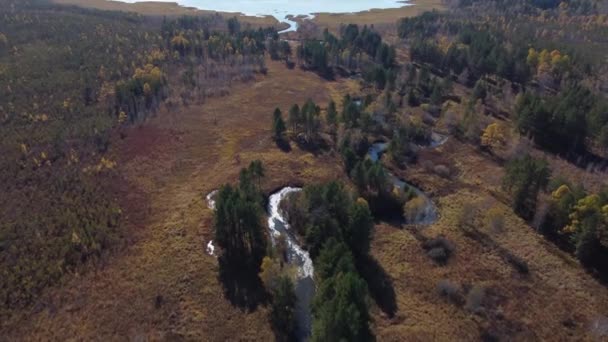 Φθινόπωρο Εναέρια Πλάνα Πάνω Από Δάσος Σιβηρία — Αρχείο Βίντεο