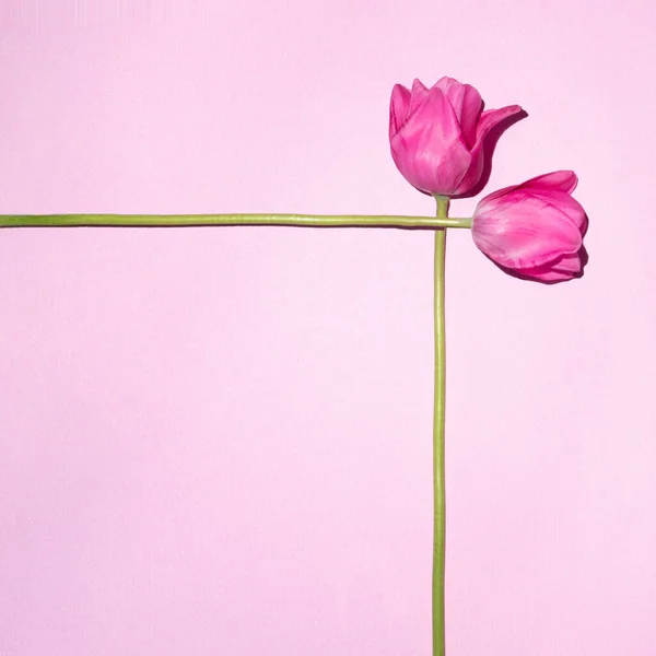 粉红郁金香粉红背景的极小布局 浪漫的郁金香和具有创意的版权空间的自然平面布局概念 — 图库照片