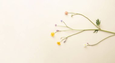 Çıplak arka planda çayırlık yaz çiçekleri olan en küçük yerleşim yeri. Yaratıcı kopya alanı olan doğanın düz konsepti. Karışık yabani çiçek fikri.