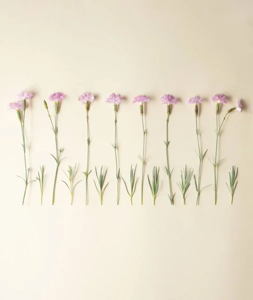 Kreatywny Układ Pastelowymi Fioletowymi Kwiatami Nagim Tle Minimalna Natura Płaska — Zdjęcie stockowe