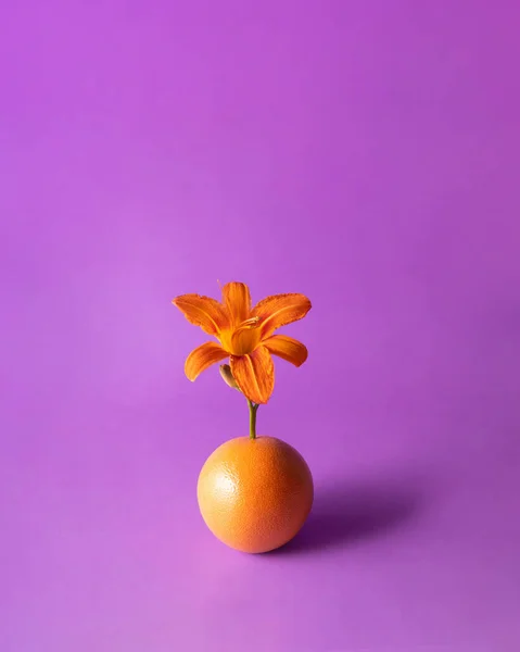 紫色の背景にグレープフルーツとオレンジのスイレンと創造的な組成 カラフルな夏のコンセプト 最小限のトロピカルフルーツと花のアイデア ロイヤリティフリーのストック画像