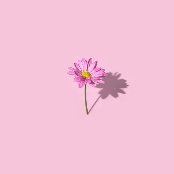 Παστέλ Ανοιχτό Μωβ Λουλούδι Ροζ Φόντο Δημιουργική Ιδέα Λουλουδιών Μινιμαλιστική Εικόνα Αρχείου
