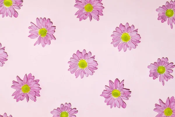 Pastel Lyser Lilla Blomster Rosa Bakgrunn Kreativt Blomstermønster Minimalistisk Vårnatursammensetning – stockfoto