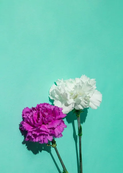 薄荷背景上的美丽花朵 创意的礼物构图 最低性质概念 — 图库照片