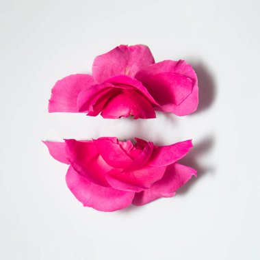 Beyaz arka planda bölünmüş pembe gül. Yaratıcı çiçek konsepti. Asgari doğa bileşimi.