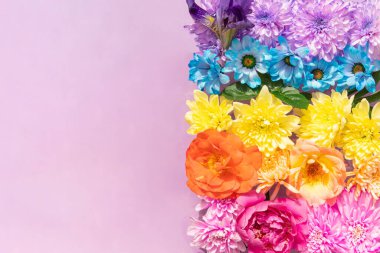 Pastel açık pembe arka planda renkli çiçekler. Yaratıcı doğa konsepti. Kopya alanı ile minimalist gökkuşağı renkleri.