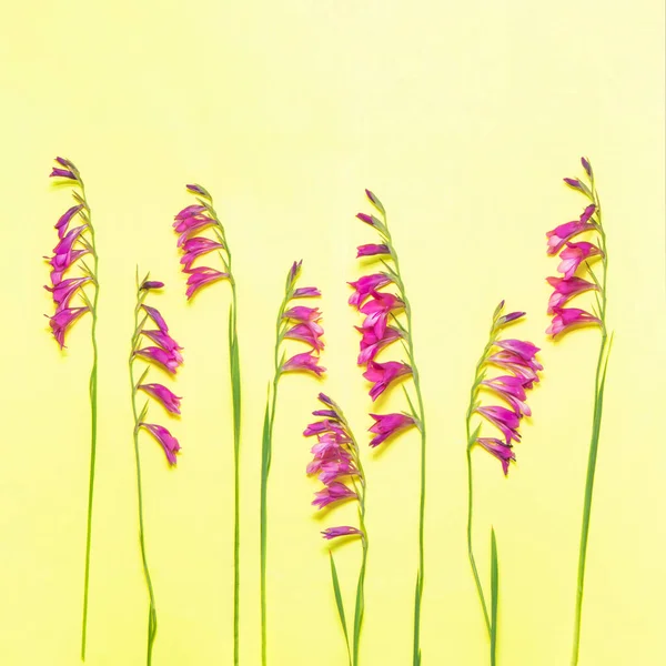 Meadow flowers on yellow background. Creative flowers concept. Minimalistic summer nature composition.