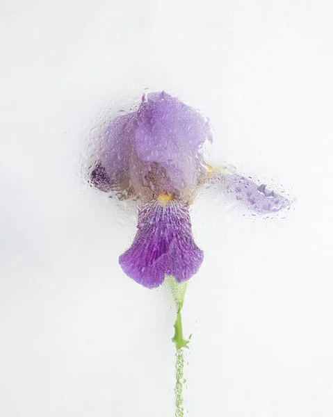 Iris Flou Sur Fond Blanc Brumeux Concept Fleur Romantique Pose — Photo