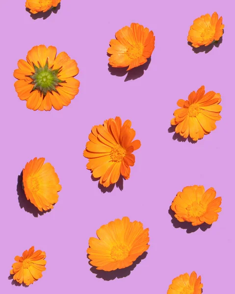 Laranja Flores Padrão Fundo Roxo Conceito Natureza Criativa Composição Minimalista — Fotografia de Stock