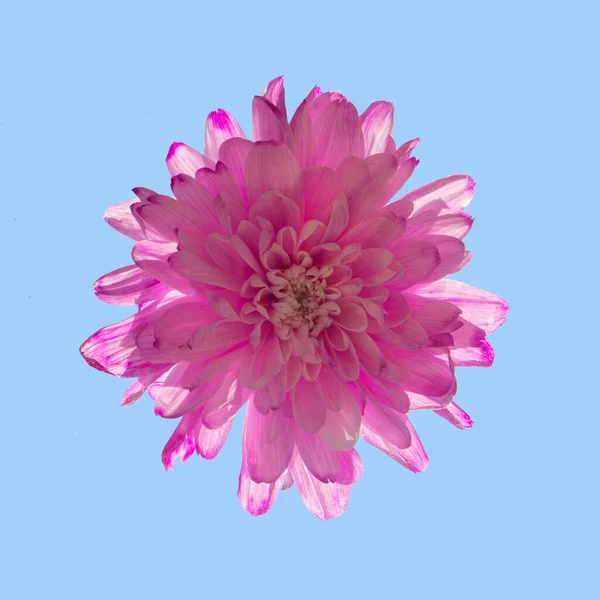 Pastel light pink flower on sky blue background. Creative flower concept. Minimalistic nature composition.