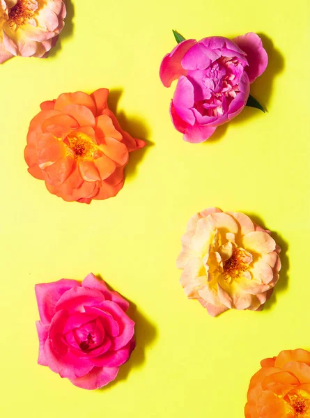 Colorful roses on pastel yellow background. Creative flowers concept. Minimalistic nature composition.