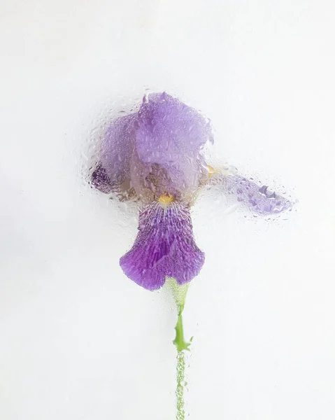 Iris Sfocato Sfondo Bianco Nebbioso Concetto Fiore Romantico Minimalista Nebbia — Foto Stock