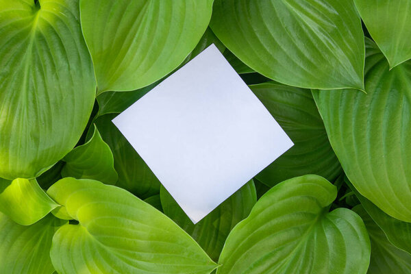 Creative nature background. Summer jungle or wild forest concept. Green leaves flat lay. Minimal composition with square copy space.