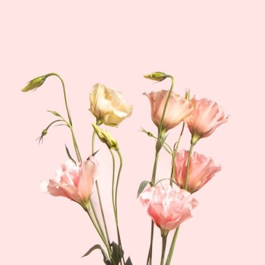 Bright pink flowers on pastel background. Romantic bloom concept. Minimalistic nature flat lay.