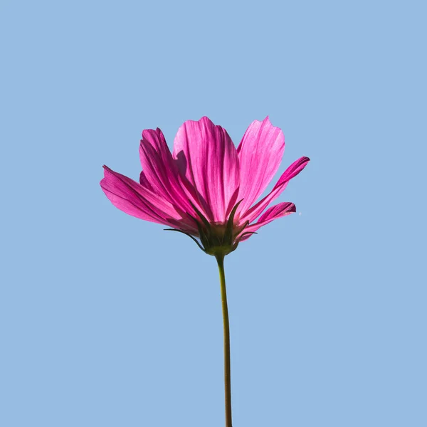Bright Pink Flower Pastel Blue Background Romantic Bloom Concept Minimalistic — Zdjęcie stockowe