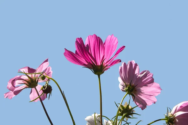 Bright pink flowers on pastel blue background. Romantic bloom concept. Minimalistic nature flat lay.