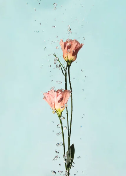 Bright Pink Flower Pastel Blue Background Romantic Bloom Concept Minimalistic ロイヤリティフリーのストック画像