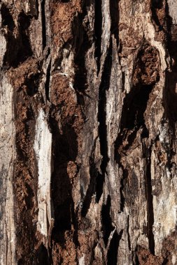 ağaç gövde doku closeup