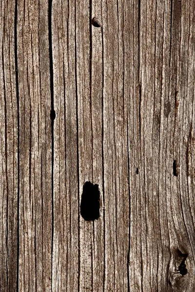 ağaç gövde doku closeup