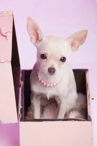 chihuahua puppy tucked in a trunk with pink background