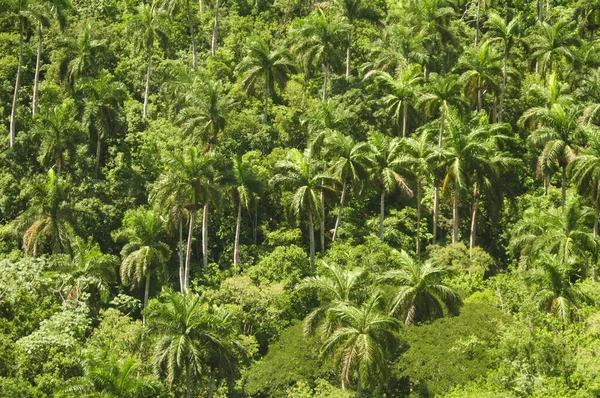 palm trees landscape top view