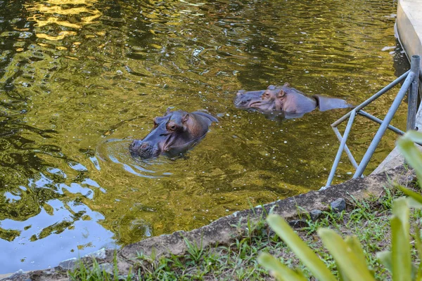 Salvador Bahia Brazília 2014 Szeptember Hippopotamus Getulio Vargas Állat Növényparkban — Stock Fotó