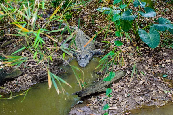 Salvador Bahia Brazil 2014 Alligator Getulio Vargas Zoo Botanical Park — 스톡 사진