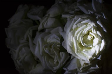 Siyah arkaplanlı beyaz çiçekler. Salvador Bahia Brezilya.